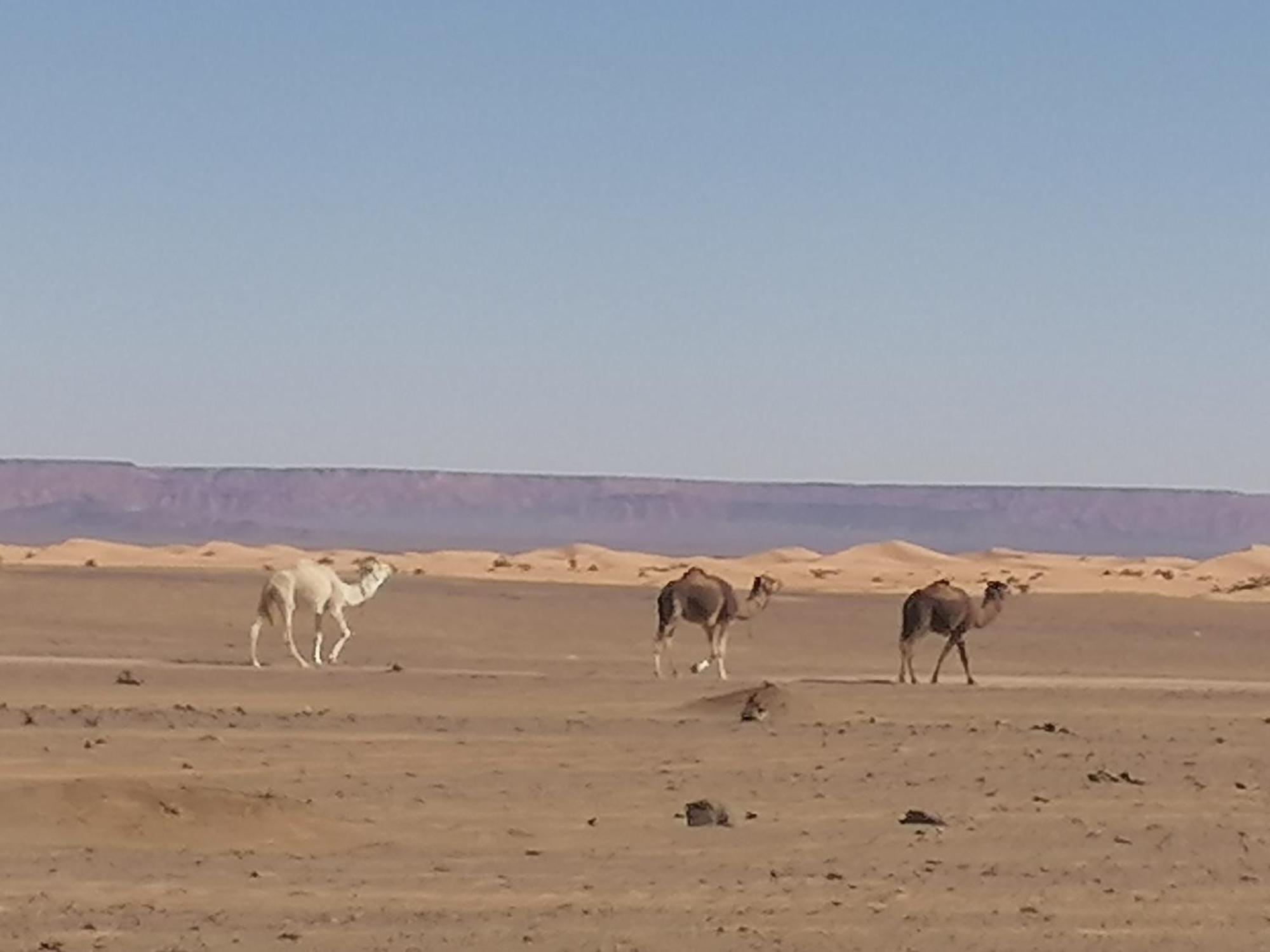Nomad Camp Merzouga Extérieur photo